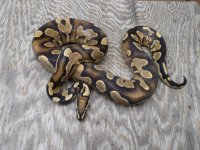 fire yellowbelly double het ghost pied adult male.jpg