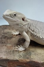 hypo3.jpg