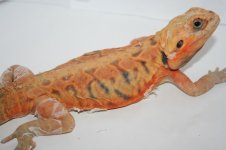 Trans silk Big boy male.jpg