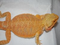 tiny tang 5.jpg