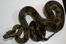 longicauda1.jpg