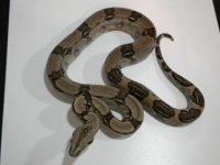 longicauda2.jpg
