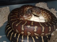 Bredli-1.jpg