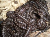 Bredli-2.jpg