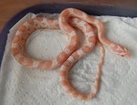 Bubblegum male 04 1.JPG