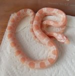 Bubblegum male 12 1.JPG