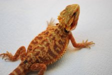 red x orange trans (m).jpg