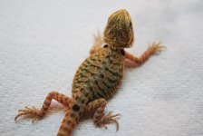 rd dragons export holly 2011 011.jpg