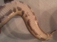 IMAG0518.jpg
