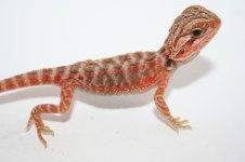 Red trans 100% het hypo.jpg