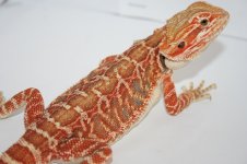 Cawley leather poss double het.jpg