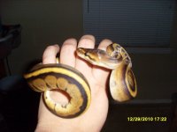 SL381654.jpg