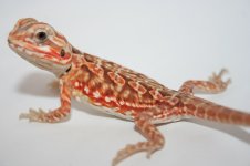 Red orange silk poss double het2.jpg