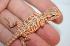 Hypo silk poss het trans.jpg