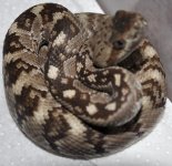 10091404 N. Blacktail male.JPG
