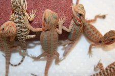 group shot of Mixed hatchlings.jpg