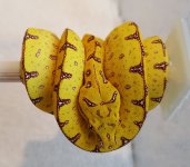 yellowlereh.jpg