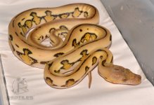 DSC_6551.jpg