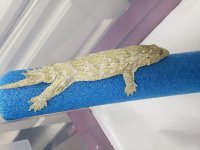 nuu ana leachianus.jpg