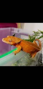 red crestie.jpg
