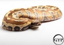 200325BloodPython4.jpg