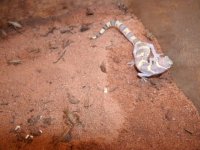 TX Banded Gecko 2400 Terrell Co., TX.JPG
