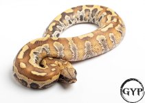 200325BloodPython5.jpg