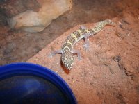 TX Banded Gecko Hueco.JPG