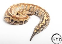 200325BloodPython2.jpg