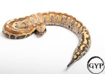 200325BloodPython1.jpg