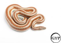 200325RoseyBoa2-2.jpg