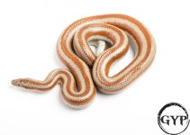 200325RoseyBoa2-1.jpg