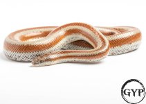 200325RoseyBoa2-4.jpg