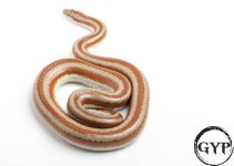 200325RoseyBoa2-3.jpg