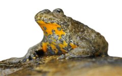 yellow-bellied-toad-in-stock-400x250-v1.jpg