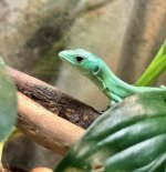 keeled-lizard-baby.jpg