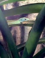 keeled-lizard-baby2.jpg