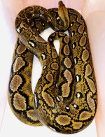 0.1 2014 Proven Sunfire het OGS.jpg