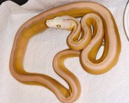 0.1 2019 Purple Motley Sunfire Tiger het Genetic Stripe.jpg