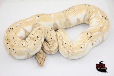 15BananaCalicoFemale-2000g.jpg