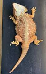 IMG_3926.jpg