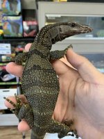 Black Roughneck Monitor.jpg