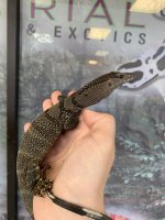 Black Roughneck Monitor2.jpg