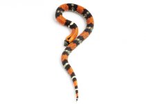 200309Tricolorhognose1-1.jpg