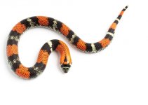 200309Tricolorhognose1-2.jpg