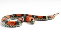 200309Tricolorhognose1-3.jpg
