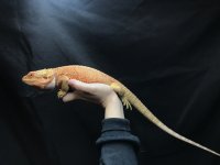 IMG_2149.jpg