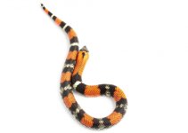 200309Tricolorhognose1-4.jpg