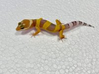Hi-Color Babies 02.jpg