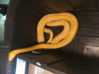 retic.jpg